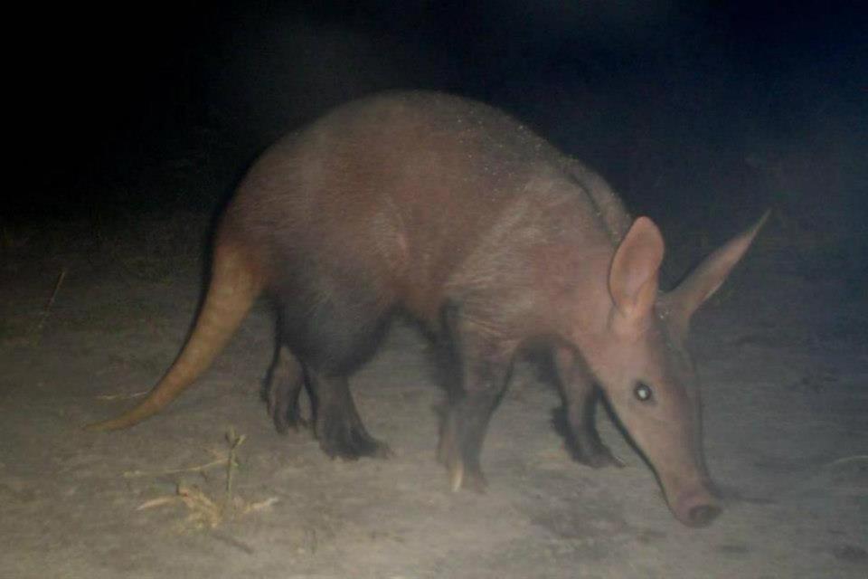Thakadu Bush Camp Villa Ghanzi Eksteriør billede